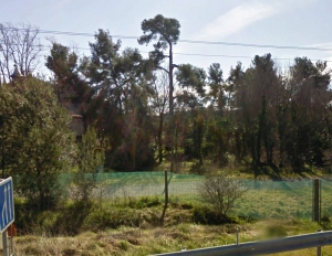 Fig. 13. Le grand pin de la bastide Milon